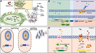 Synthetic bacteria for the detection and bioremediation of heavy metals